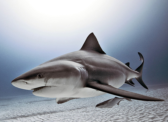 Underwater Photography by Jorge Cervera Hauser