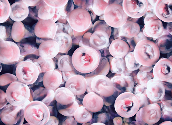Jellyfish Bloom Series by Ari Weinkle