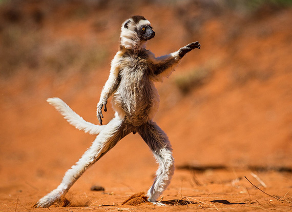 Comedy Wildlife Photography Awards 2015
