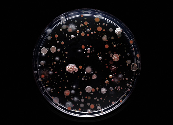 Subvisual Subway: Bacteria of the New York City Subway
