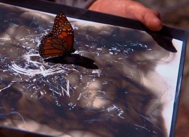Monarch Butterfly Portrait made with Butterfly Traces