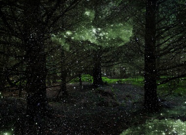 Stars in Forest Landscapes by Ellie Davies