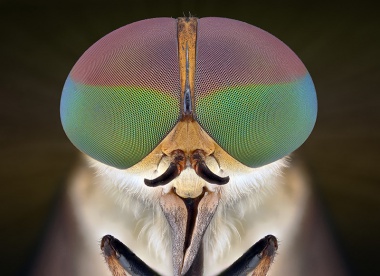 Macro Photos of Insect Eyes by Yudy Sauw